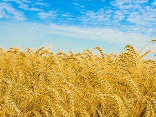 天然農(nóng)產(chǎn)品進(jìn)出口資質(zhì)、流程、注意事項(xiàng)及稅率？